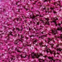 茂汶红花椒