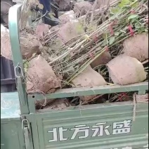 藤本月季爬墙月季