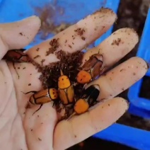 竹笋虫种虫全部都是刚出茧的分好公母一对一件欢迎联系