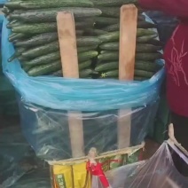密刺黄瓜，大量供应10吨起批，产地直发