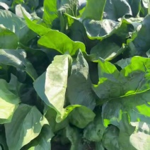 露天菠菜30公分左右4毛上车