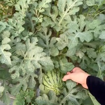 再晒两天，无籽特小凤最后一批卖完可转战老家的小凤了