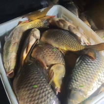 鲤鱼