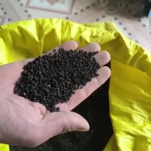 麦仙翁种子
