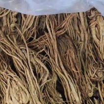 当归原产地保质保量长期供货新鲜上市