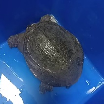 甲鱼