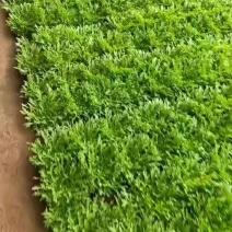 苦菊