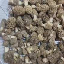 野生羊肚菌