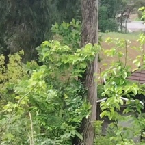 三十年柏树