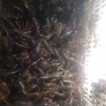 龙虾