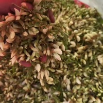 洋槐花大量有货