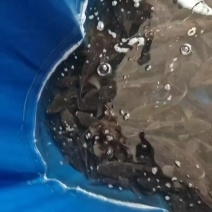 笋壳鱼