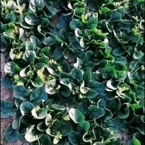 大家好我是兴平农户自己家里种的趴地菠菜无虫眼，品质**