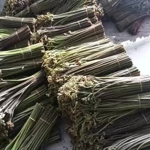 盐巴蕨菜