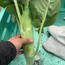 50亩芥蓝