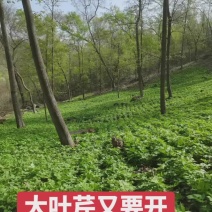 山野菜大叶芹