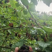 新鲜桑葚