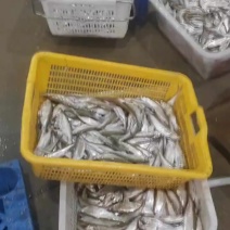 冰鲜破肚小白条
