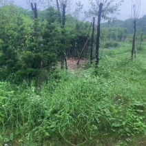 沉香苗1-5分，小苗，各种规格，大量现货，欢迎订购