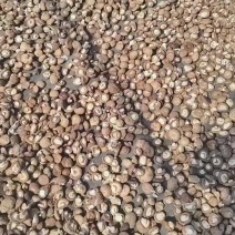 平泉市香菇干产地直发货源充足可视频看货