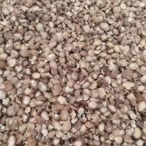 香菇干香菇精品干香菇对接批发采购欢迎电话咨询