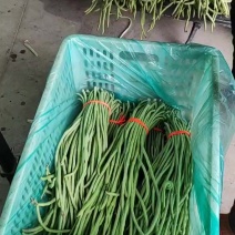东台长豆角大量上市