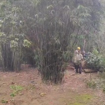 丛竹慈孝竹孝顺竹凤尾竹月竹刚竹