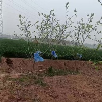 山楂树