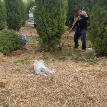 塔柏侩柏墓地柏树圆柏刺柏基地直发大量出售