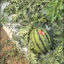 精品甜王西瓜