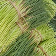 邳州小红帽蒜薹