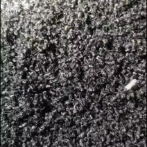 【黑蚂蚁批发】活蚂蚁，支持批量收购，讲诚信，长久合作。