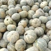 广西盘龙南瓜大小匀称，质量杠杠的！