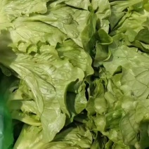 精品意大利生菜