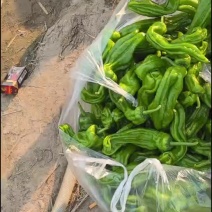 精品薄皮