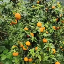 沃柑