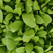 毛菜