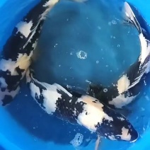 自家养殖锦鲤红白大正昭和批发零售同城自提