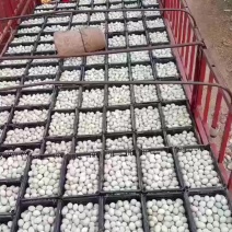 咸鸭蛋生咸