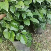 小丛生幸福树