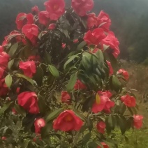 红花茶花