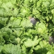 有需要的老板联系