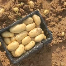 山东土豆荷兰十五大棚土豆大量上市中量大质优