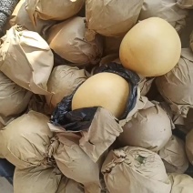 陕西省汉中城固县丰水梨，黄金梨等大量上市中