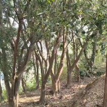 细叶青树