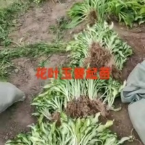 花叶玉簪