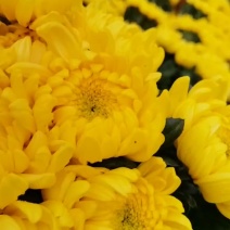 鲜切花黄白菊