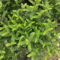 清香木