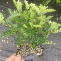 清香木