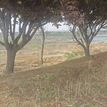 紫叶李，特价处理